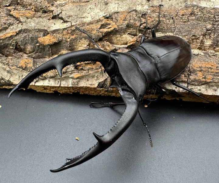 【WD】《マンディブラリスフタマタ 105.5mm ペア》