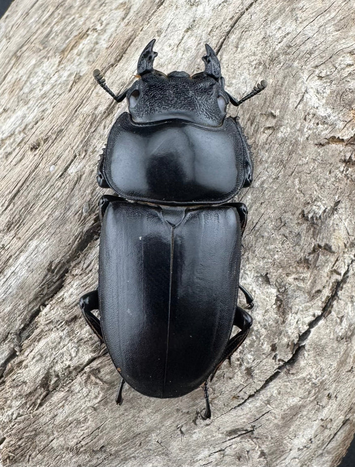 【WF1】《アンタエウスオオクワ カオバン産 76mm ペア》