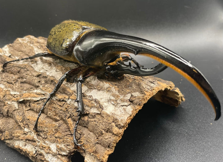 即ブリ《ヘラクレス・ヘラクレス 146mm ペア》