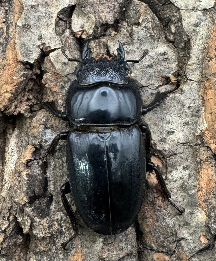 【WF3】《サキシマヒラタクワガタ 73mm ♂♀♀トリオ》