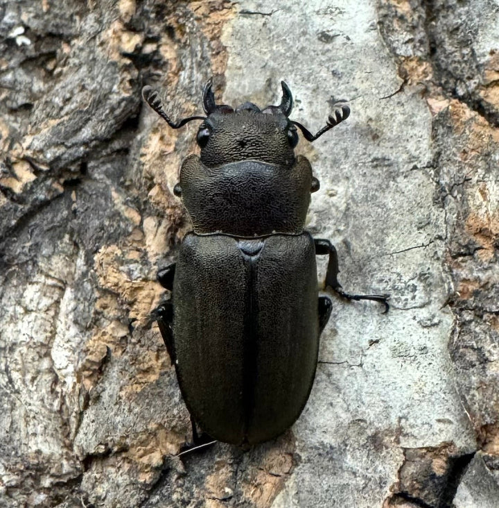 《スペキオススホソアカ 52mm ペア》セルヴォラン氏ブリード個体