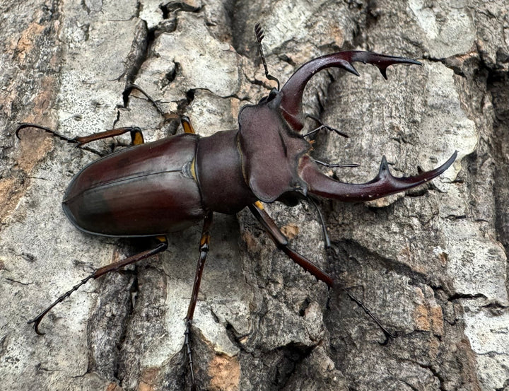 【WD】2018新種記載《ジュシャンミヤマ 51mm ペア》