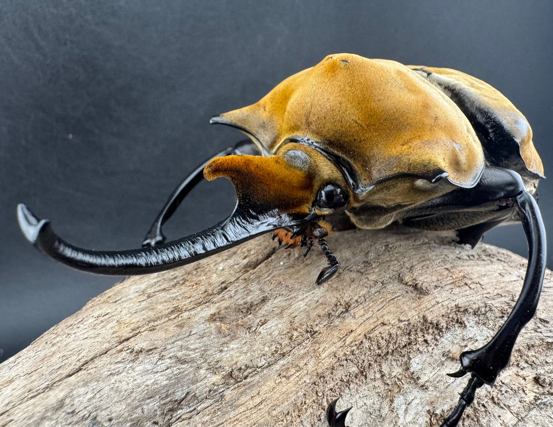 《エレファスゾウカブト 117mm ペア》