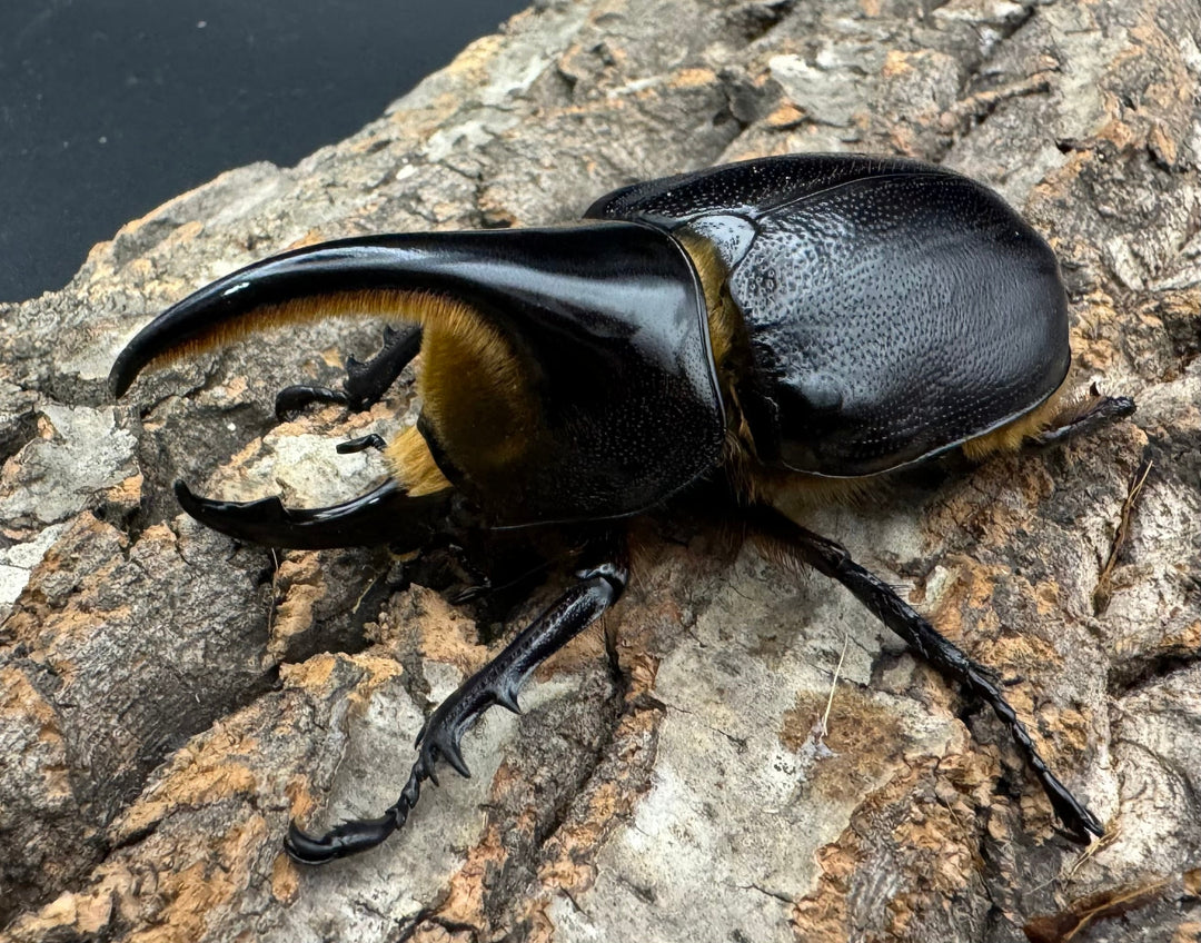 即ブリ《サタンオオカブト 76mm A’品ペア》