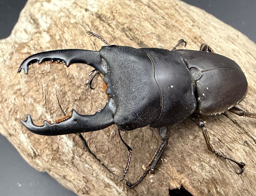 【WD】《タウルスヒラタ ボルネオ亜種 63mm ペア》