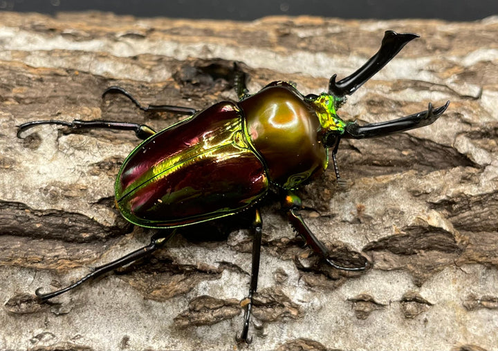 《ニジイロクワガタ 50mm ペア》