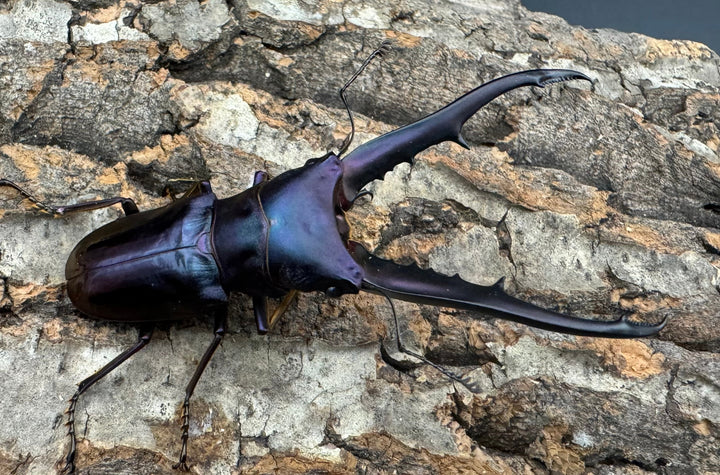 【美麗】《メタリフェルホソアカ 76mm ペア》わたくわ氏ブリード個体