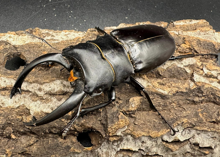 【WD】大型長歯《アルケスツヤクワガタ 93mm ペア》