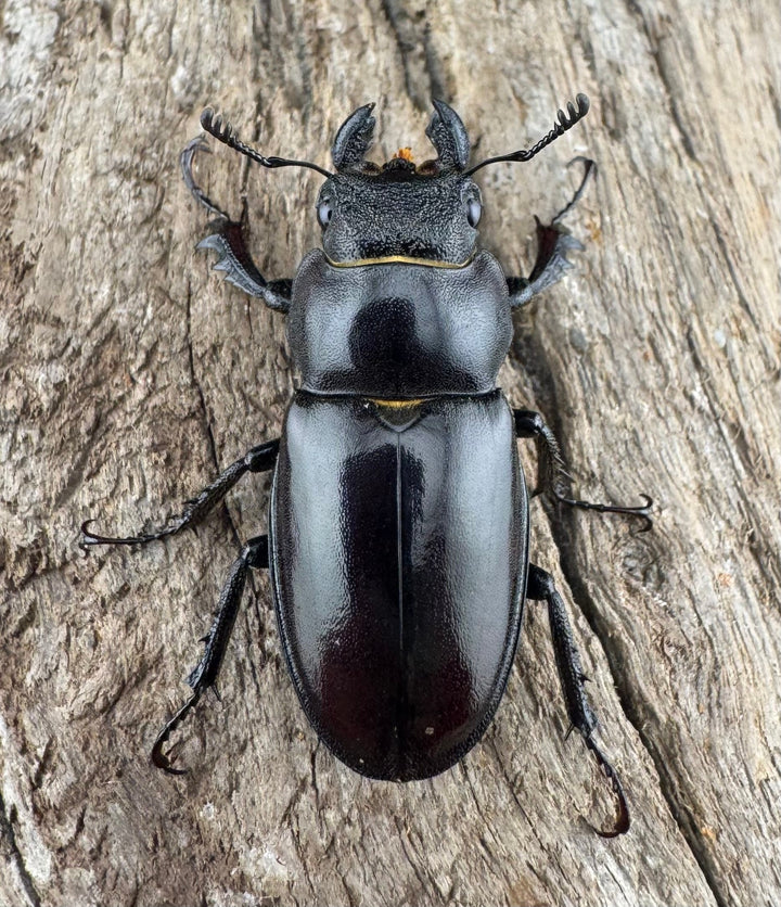 【WD】《クラッペリッヒミヤマ 42mm ♀脚黄紋 ペア》