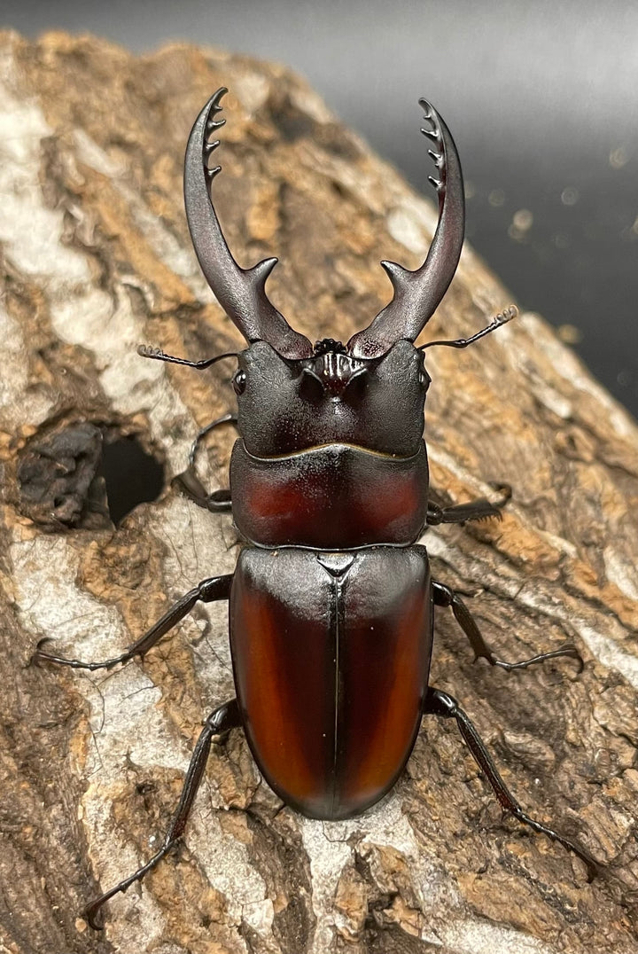 《レニノコギリ 紋あり 56mm ペア》