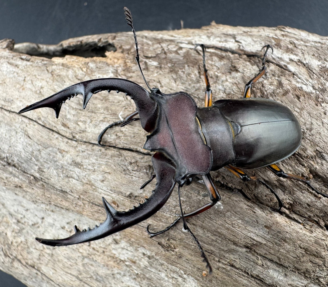 【WD】2018新種記載《ジュシャンミヤマ 58mm ペア》①