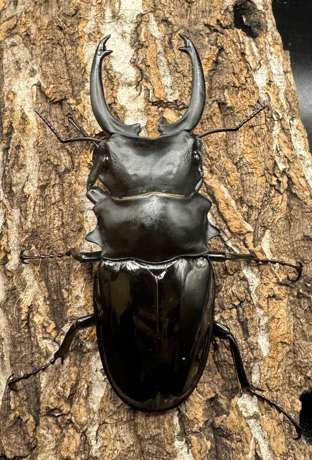 【WD】《ダールマンツヤクワガタ亜種celebensis 87mm ペア》