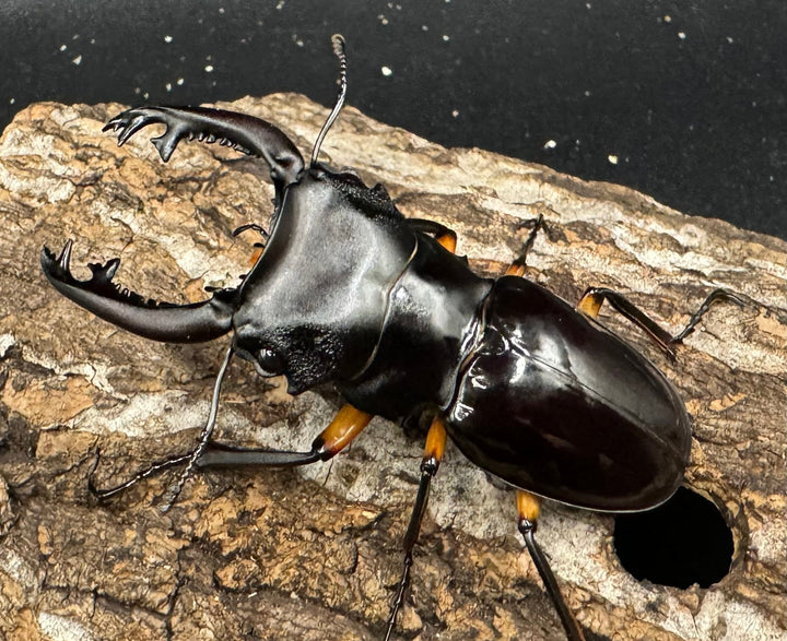 【WD】《インペリアリスツヤ亜種komorii 65mm ペア》