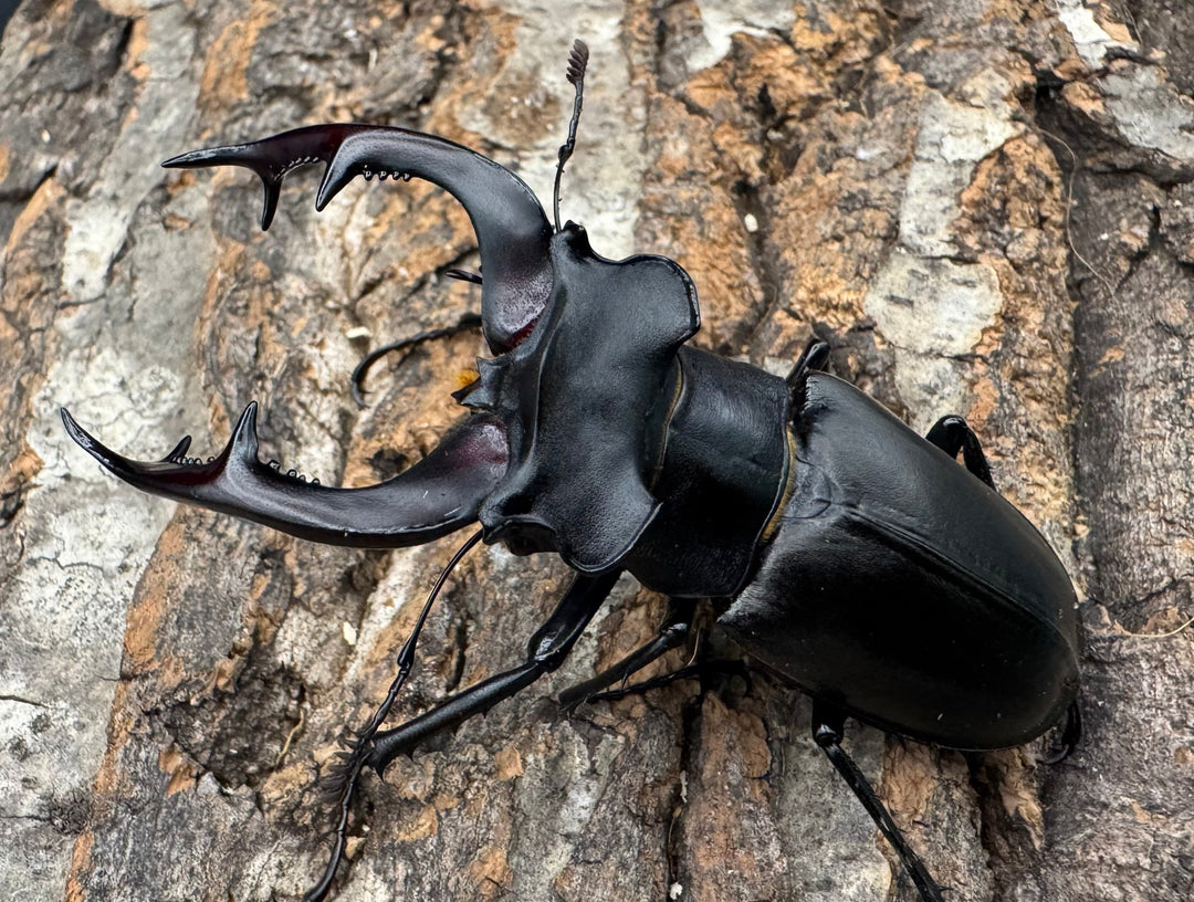 《アクベシアヌスミヤマ 80mm B品ペア》