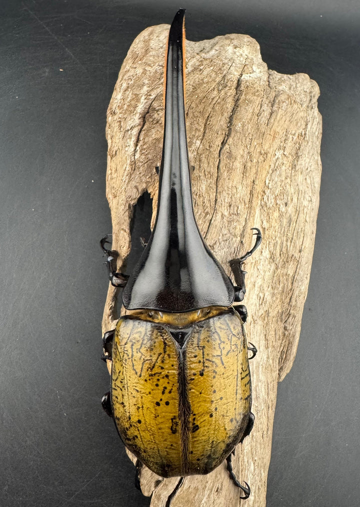 即ブリ《ヘラクレス・ヘラクレス 優良血統 149mm ペア》