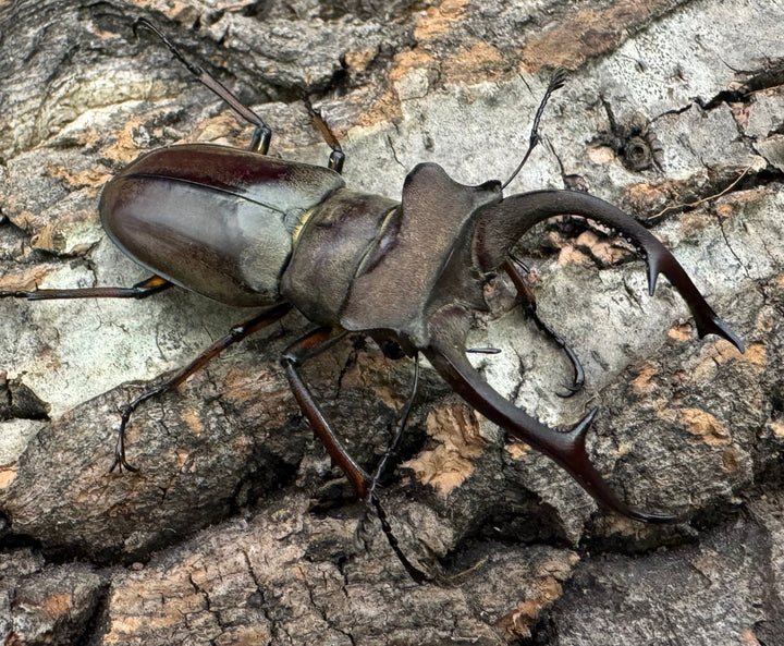 【WD】《クラーツミヤマ原名亜種 57mm ペア》