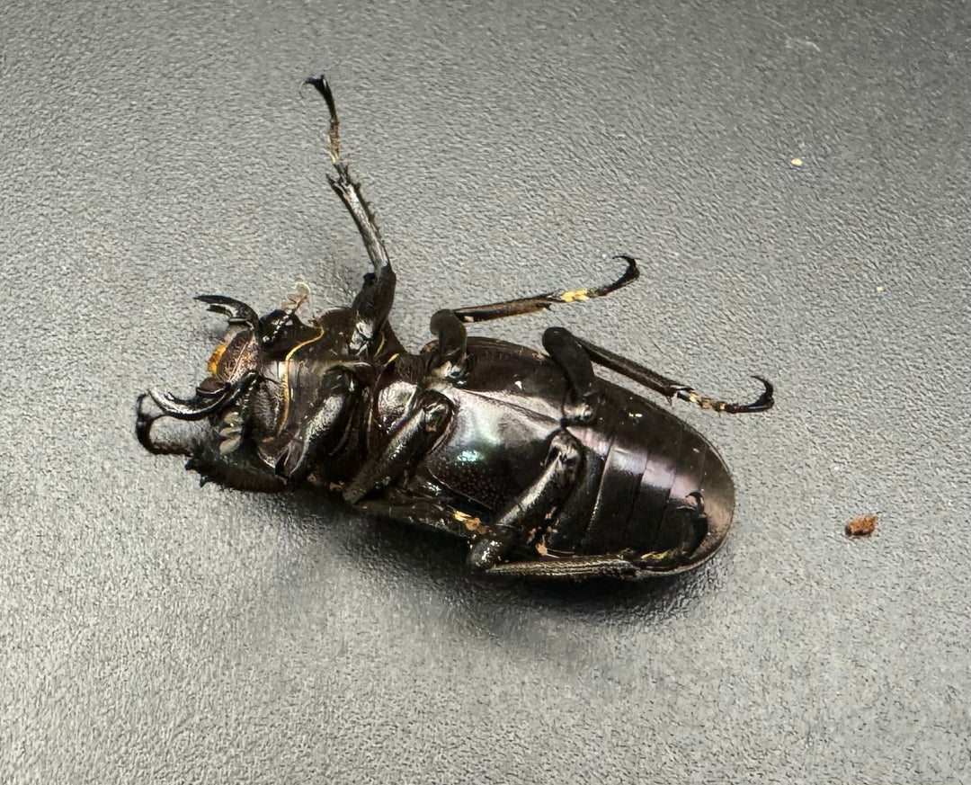 【美麗】《メタリフェルホソアカ 78mm ペア》わたくわ氏ブリード個体