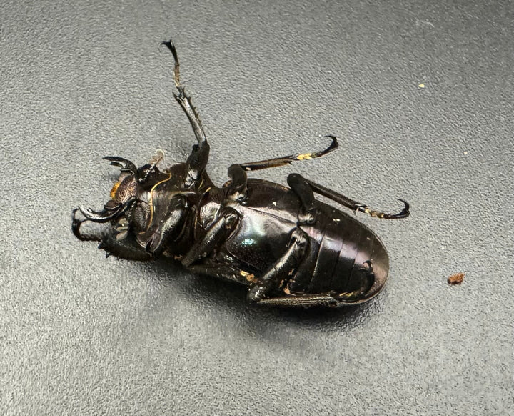 【美麗】《メタリフェルホソアカ 78mm ペア》わたくわ氏ブリード個体