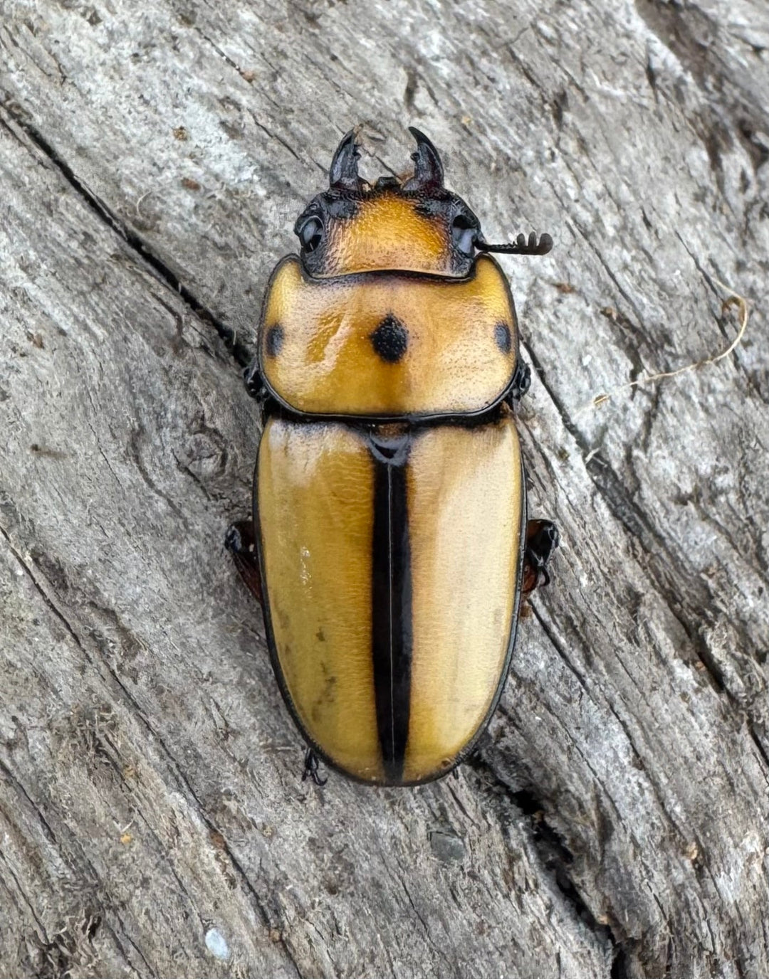 【WD】《オキピタリスノコギリ原名亜種 46.5mmペア》