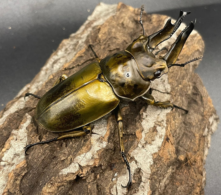 《ババオウゴンオニクワガタ 74.6mm ペア》