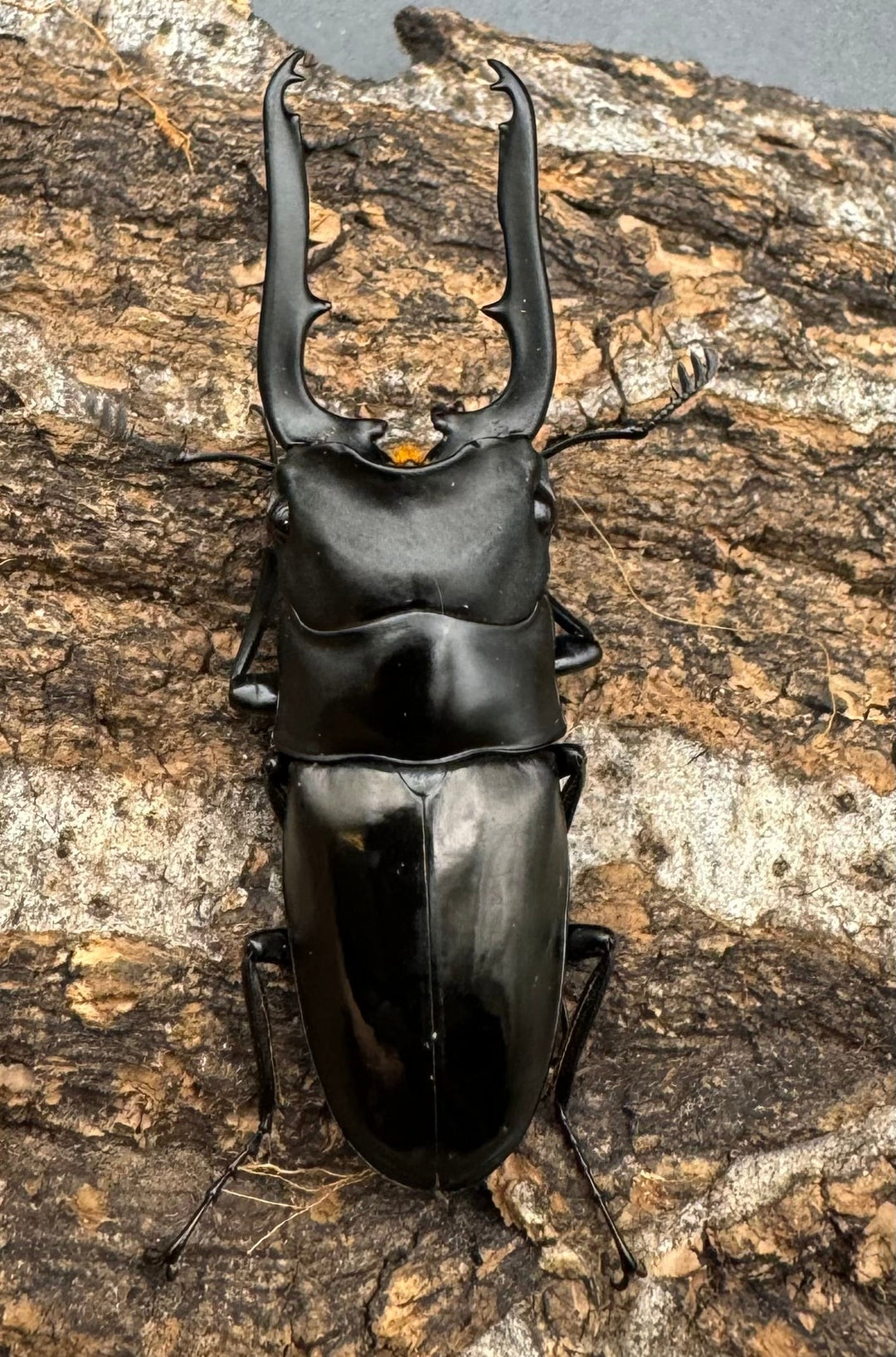 【WD】《ミンダナオ産ブッダノコギリ 51mm ペア》