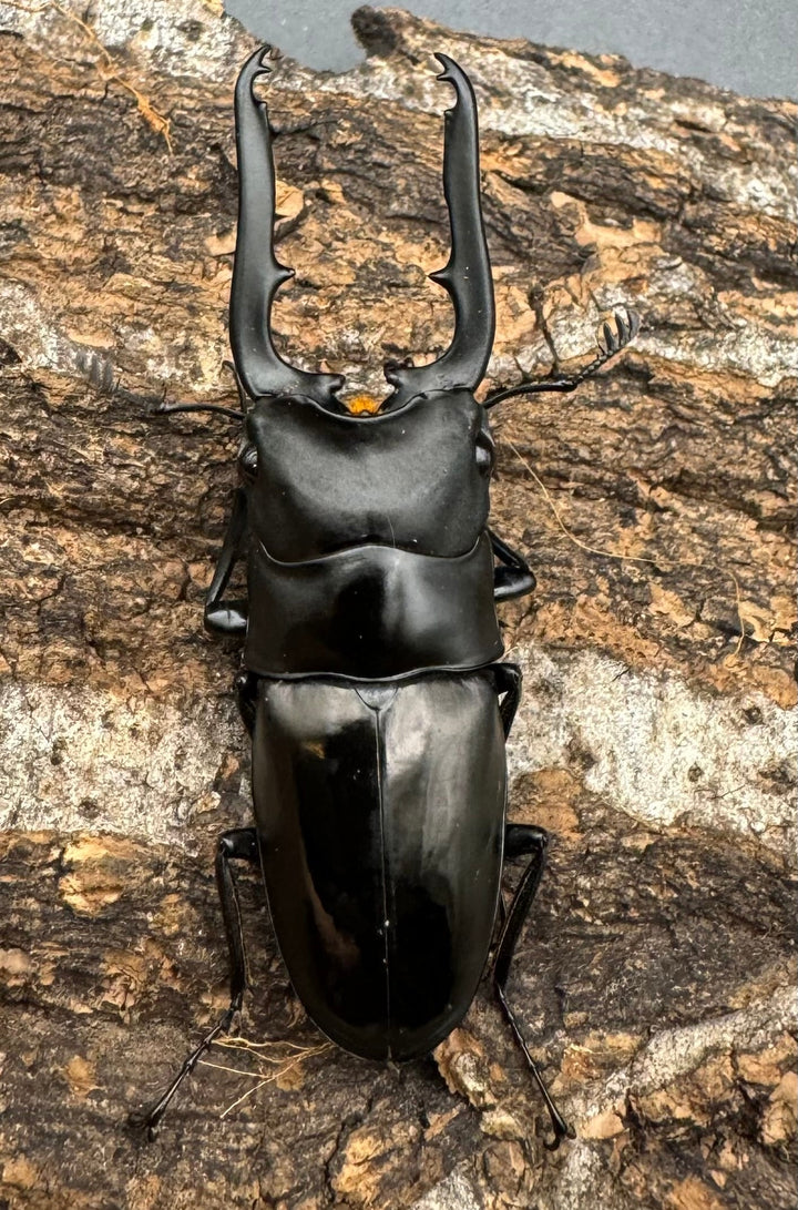 【WD】《ミンダナオ産ブッダノコギリ 51mm ペア》