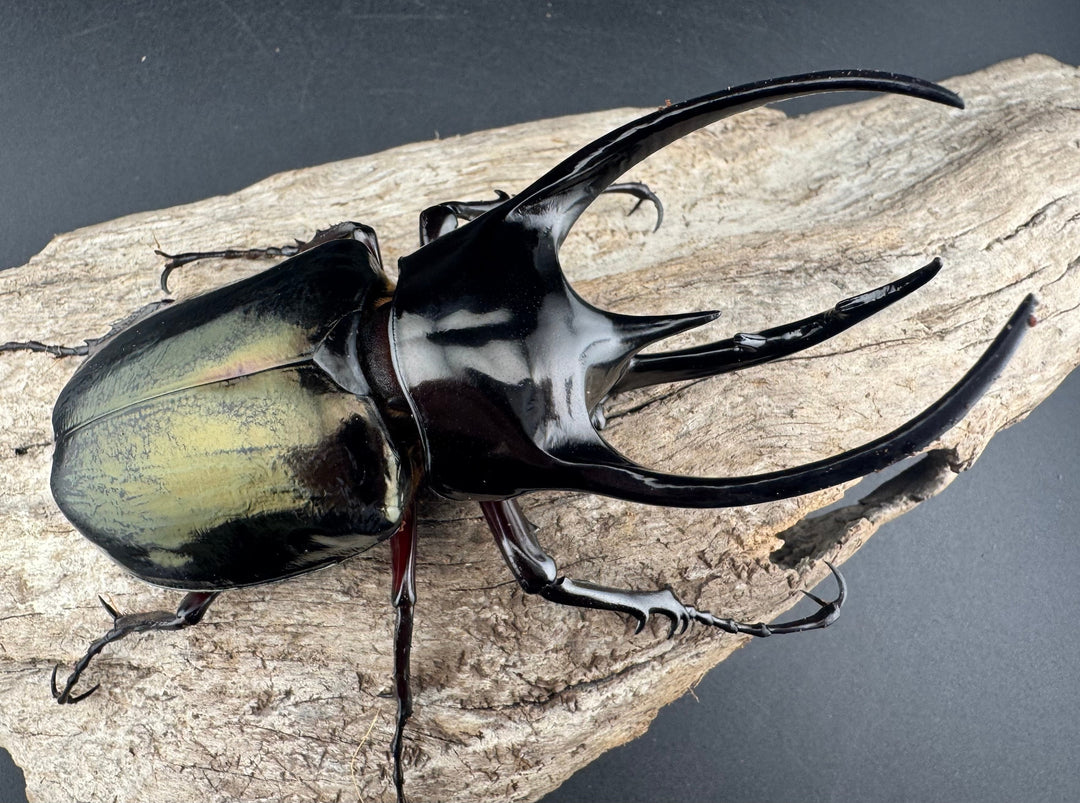 【WD】《ジャワコーカサスオオカブト 104mm ペア》