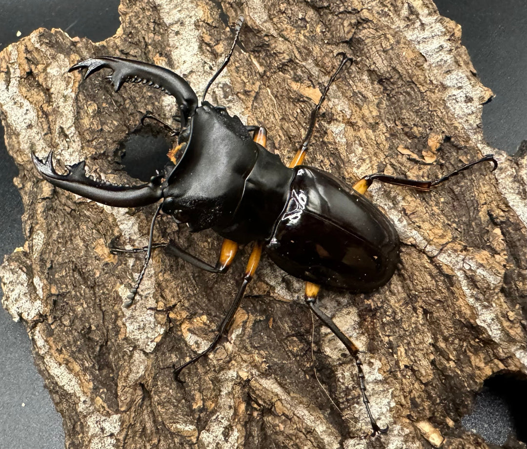 【WD】《インペリアリスツヤ亜種komorii 68mm ペア》