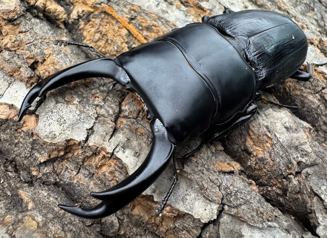 【WD】《ミンダナオパリーオオクワ 66mm ペア》