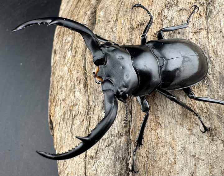 【WD】《ウエストウッディ亜種カズミアエ 雲南省産 64mm ペア》