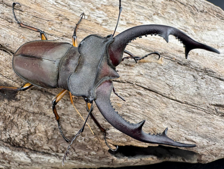 【WD】大型《フォントミヤマクワガタ 61mm ペア》②