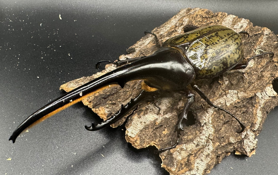 《ヘラクレス・ヘラクレス 154mm ペア》