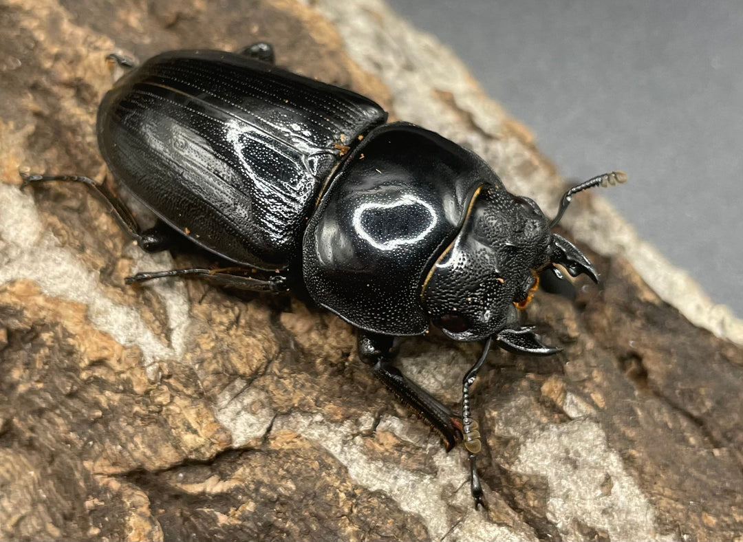 《ホペイオオクワガタ SL血統 74mm ペア》