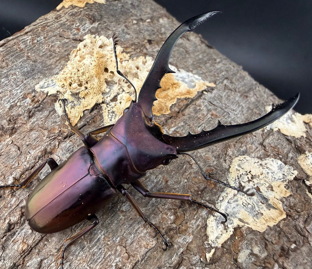 《メタリフェルホソアカ亜種フィナエ パープル系 60mm ペア》