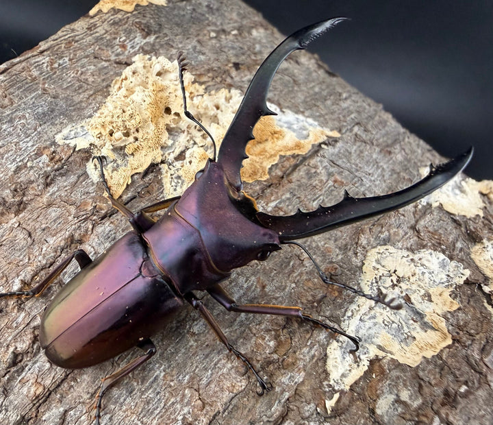 《メタリフェルホソアカ亜種フィナエ パープル系 60mm ペア》