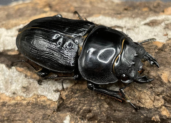 《ホペイオオクワガタ HG血統 75mm ペア》