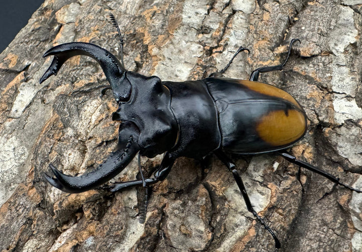 【WD】《セアカフタマタ 82mm ペア》