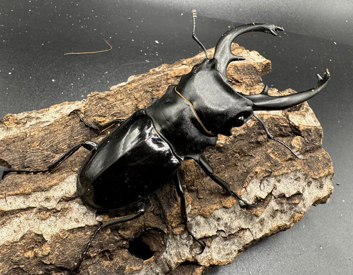 【WD】《インターメディアツヤクワガタ 91.5mm ペア》