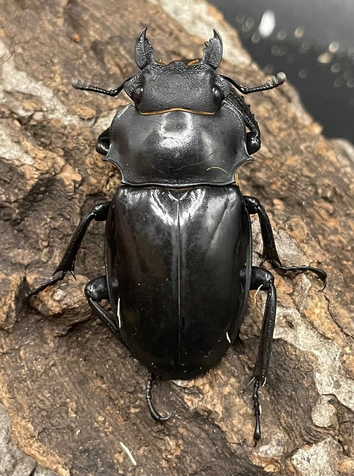 【WD】大型大歯《インターメディアツヤクワガタ 92mm A’品ペア》