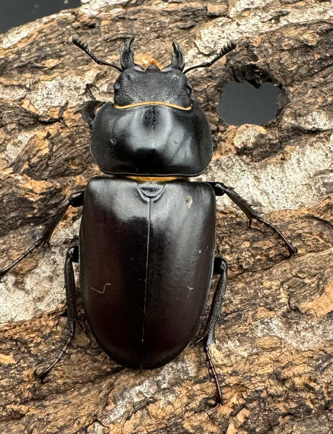 即ブリ《ヨーロッパミヤマ（ケルブスミヤマ） 72mm ペア》