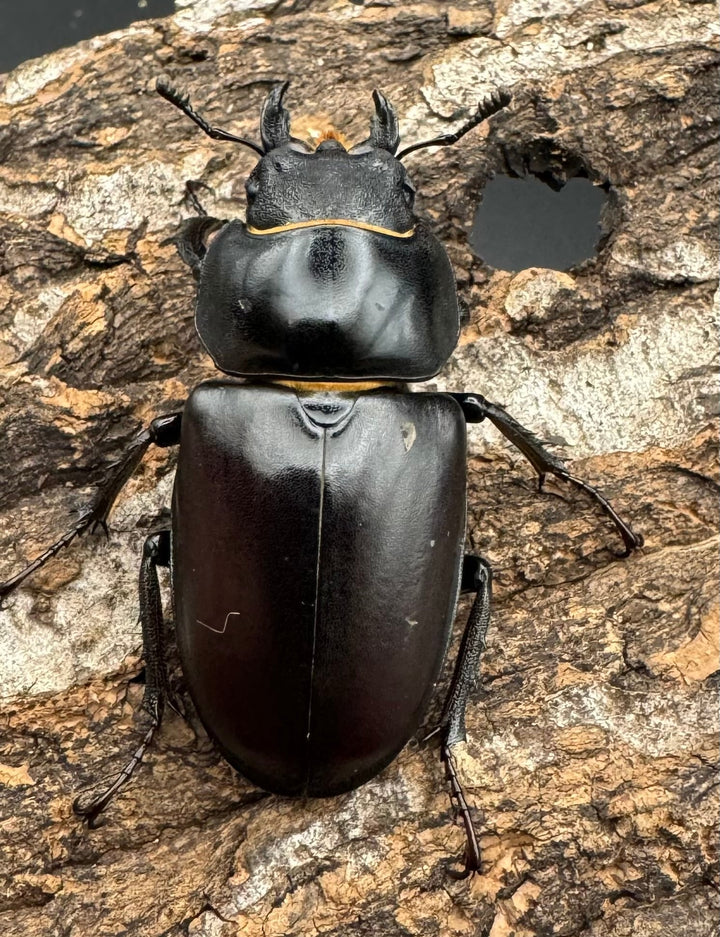 即ブリ《ヨーロッパミヤマ（ケルブスミヤマ） 72mm ペア》