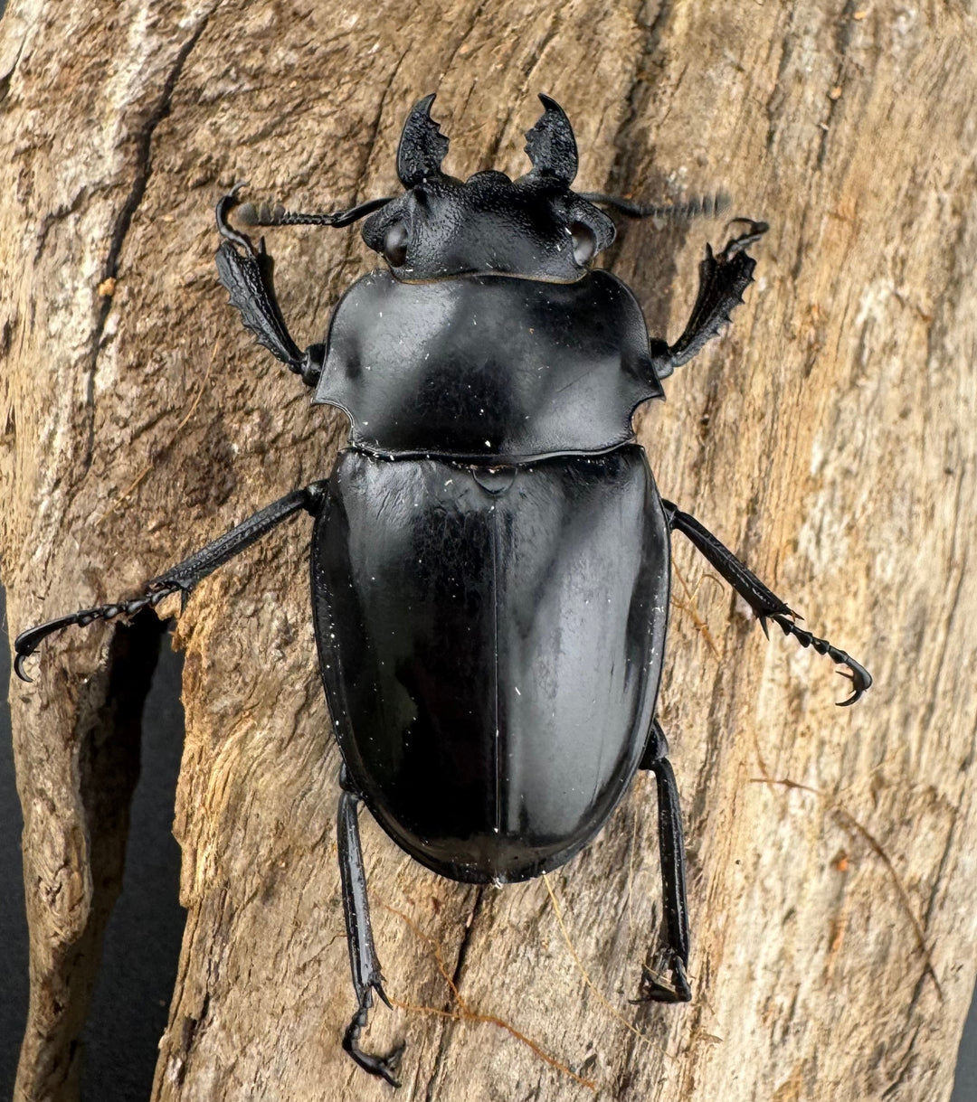 【WD】《シヴァツヤクワガタ ラオス産 75mm ペア》