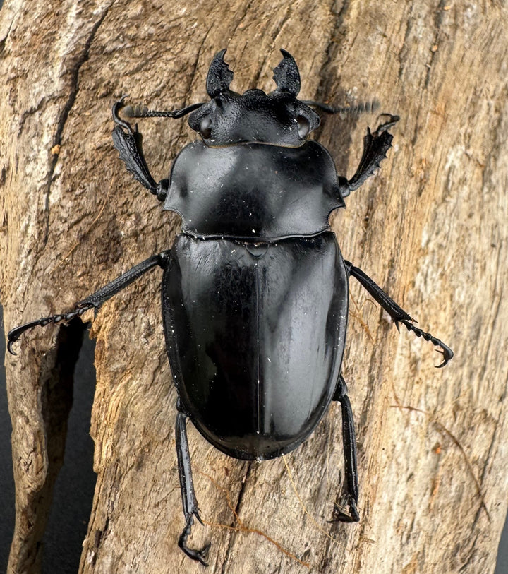 【WD】《シヴァツヤクワガタ ラオス産 75mm ペア》