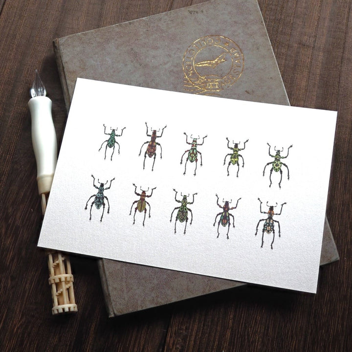 ポストカード 1枚入り（カタゾウムシ）