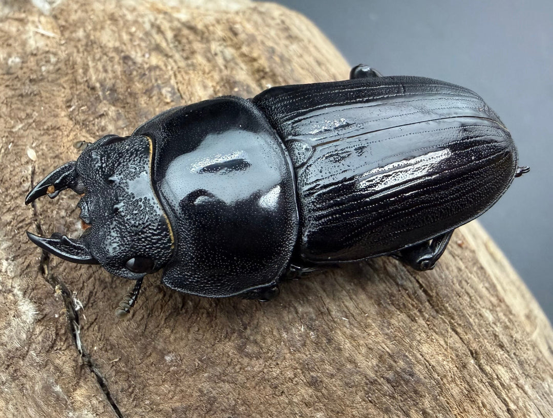 《オオクワガタ 能勢SR血統 52mm ♀単》