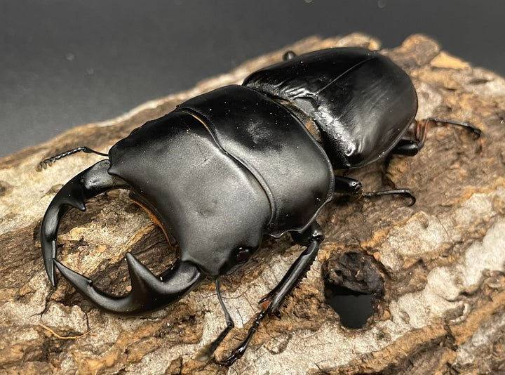 《インドグランディス亜種moriyai Garda95.0血統 79mm ペア》