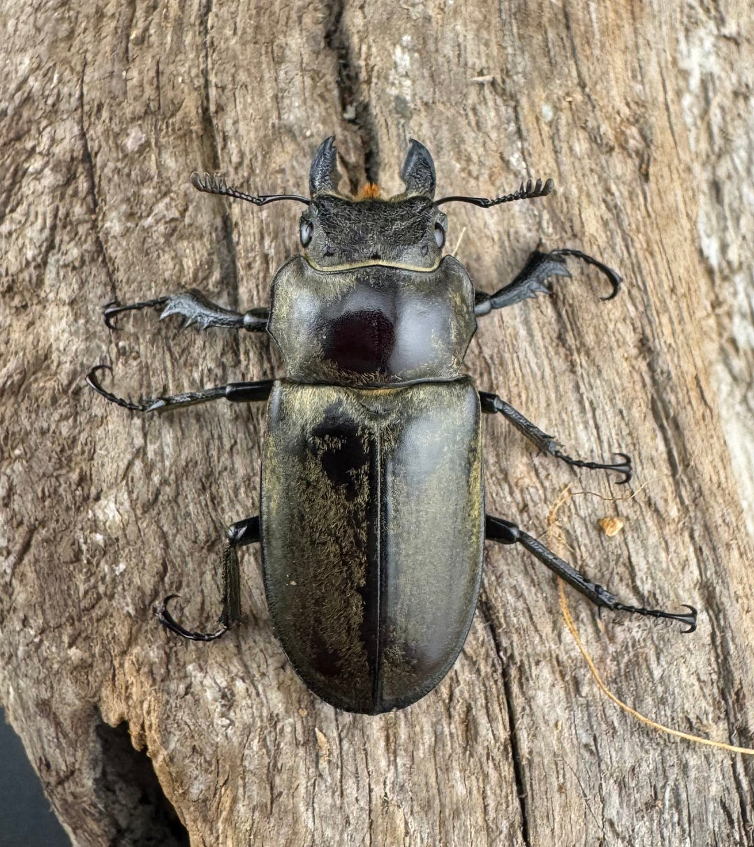 【WD】《クラーツミヤマ原名亜種 58.5mm ペア》