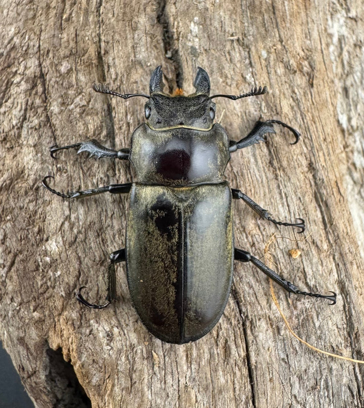 【WD】《クラーツミヤマ原名亜種 58.5mm ペア》