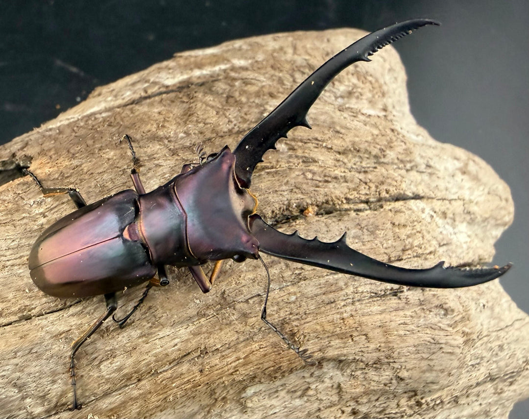 《メタリフェルホソアカ亜種finae 62mm ペア》