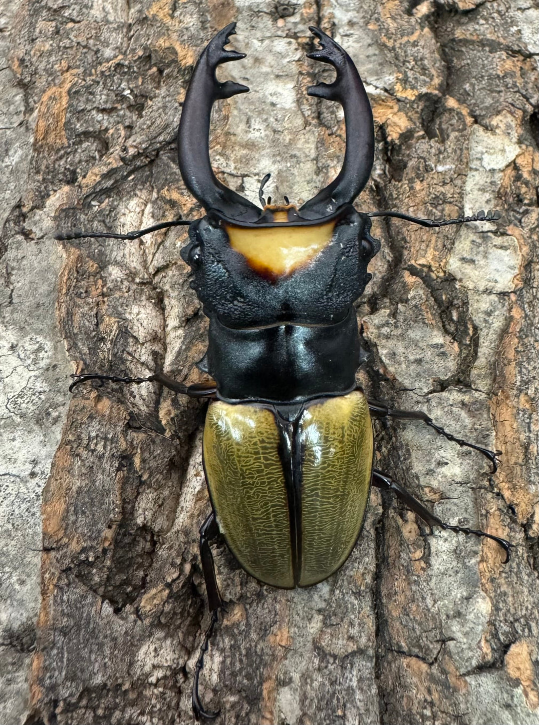 【WD】《ラコダールツヤクワガタ 75mm ペア》